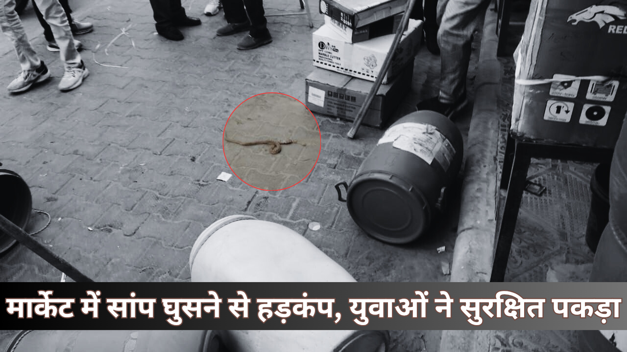 सादुलपुर मार्केट में सांप घुसने से हड़कंप, युवाओं ने सुरक्षित पकड़ा